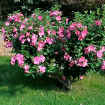Гибискус садовый розовый - саженцы питомника «Садовый Край»
