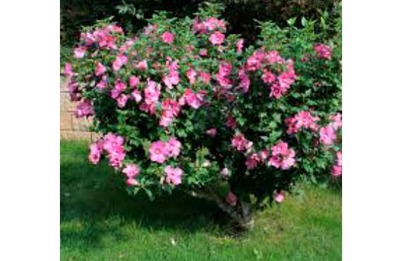 Гибискус садовый розовый из Крыма
