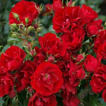 Роза почвопокровная Фиона - саженцы питомника «Садовый Край»