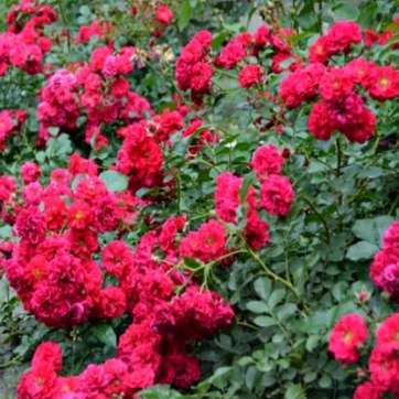 Роза почвопокровная Хеллоу - саженцы питомника «Садовый Край»