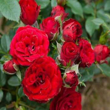 Роза плетистая Сантана - саженцы питомника «Садовый Край»