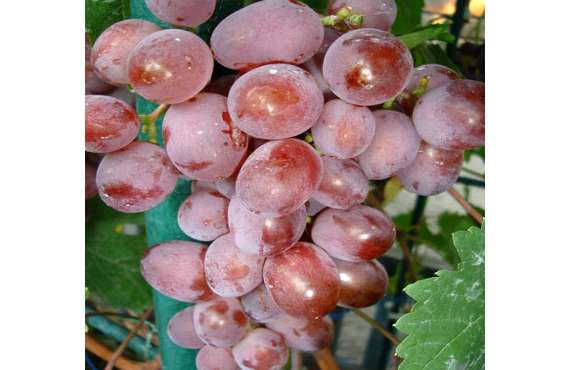 Виноград розовый Виктория из Крыма