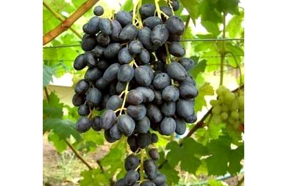 Виноград черный Палец из Крыма