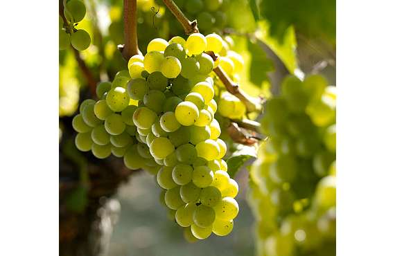 Виноград винный Совиньон Блан из Крыма