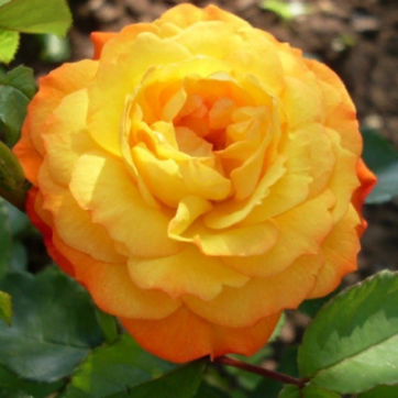 Роза флорибунда Солнечная девочка - саженцы питомника «Садовый Край»