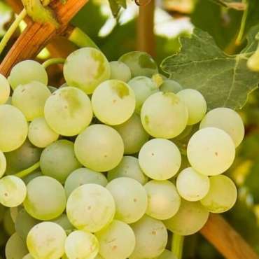 Саженцы белого винограда из питомника «Садовый Край»