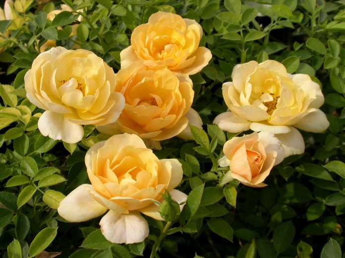Желтая почвопокровная роза, Крым
