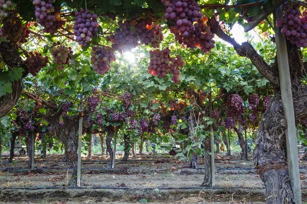 Виноградник в Крыму