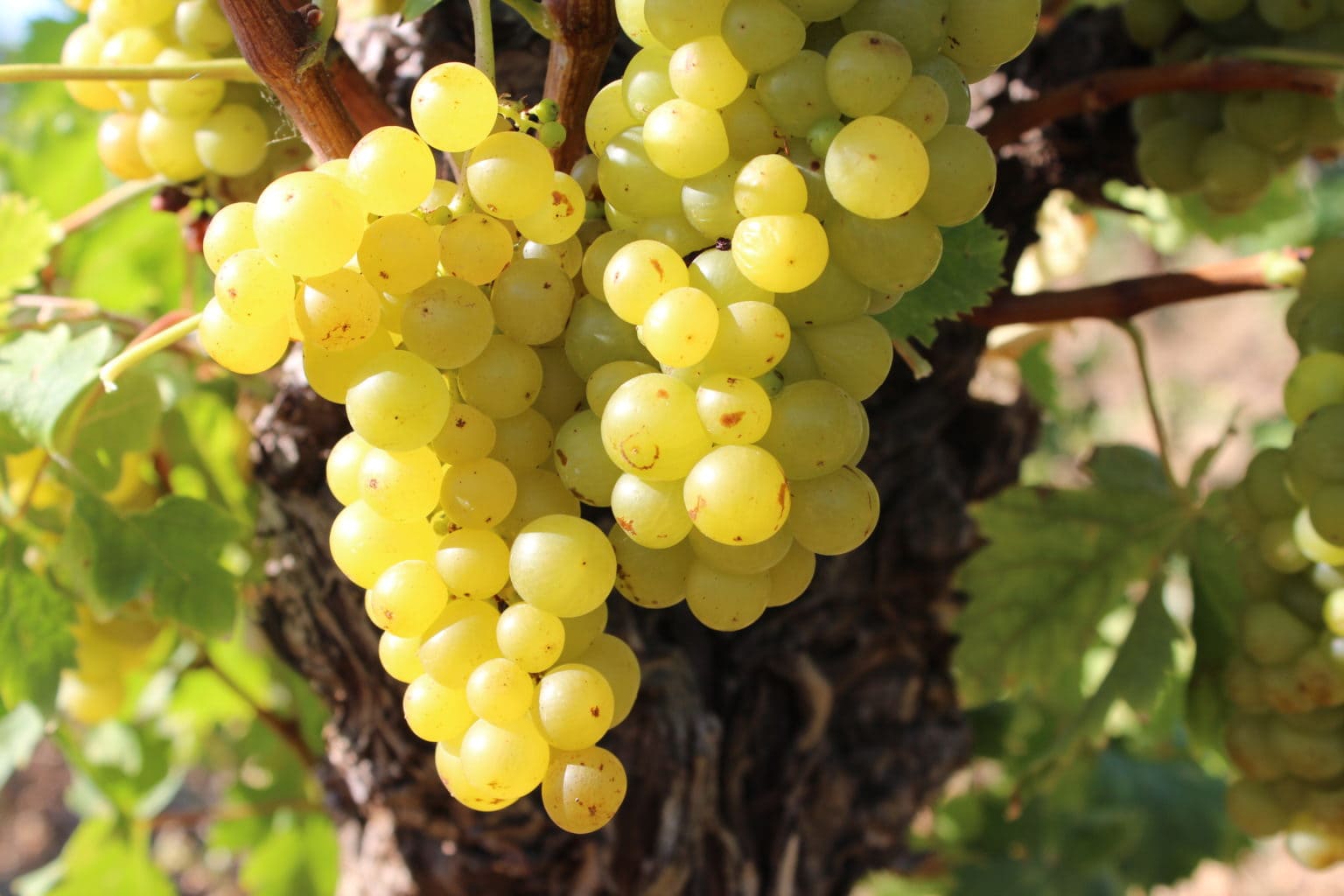 Белый виноград в Крыму