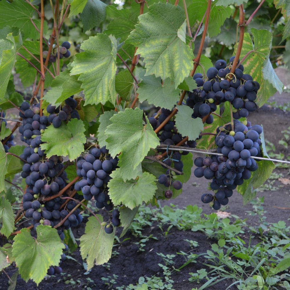 Темный виноград из Крыма