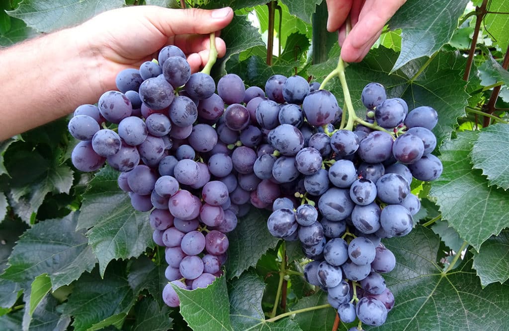 Сорт черного винограда из Крыма