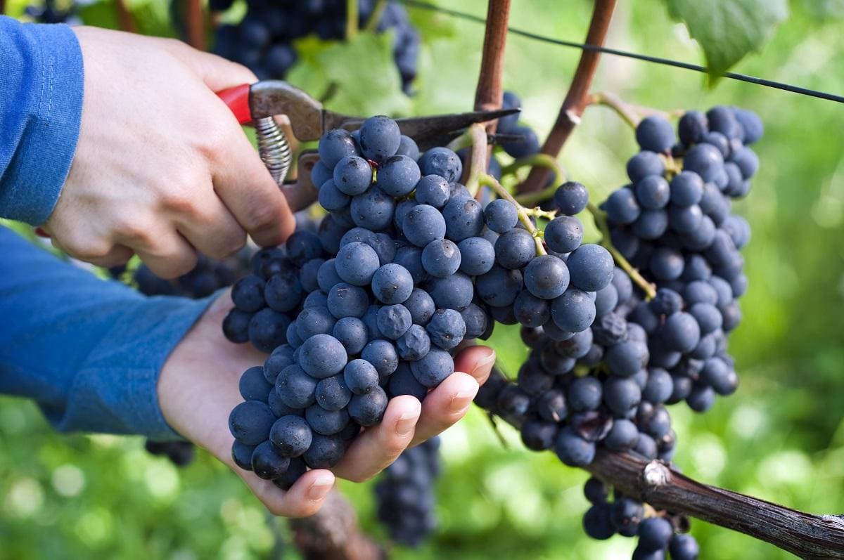 Купить саженцы черного винограда в Крыму