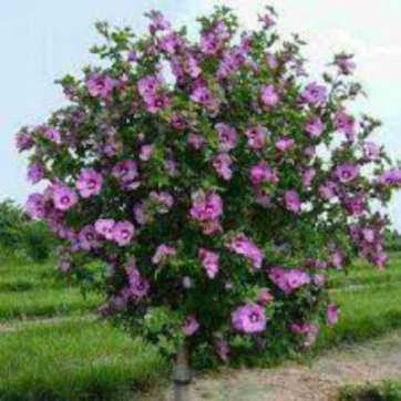 Гибискус садовый фиолетовый - саженцы питомника «Садовый Край»