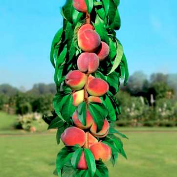Колоновидный персик Тотем садовода - саженцы питомника «Садовый Край»