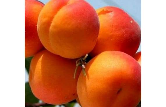 ≡ Купить саженцы Колоновидный персик Юбилей Столицы в Крыму ➤ Почтой
