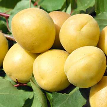 ᐉ Саженцы абрикоса в Крыму от 299 руб • Купить саженцы абрикосов весной2022