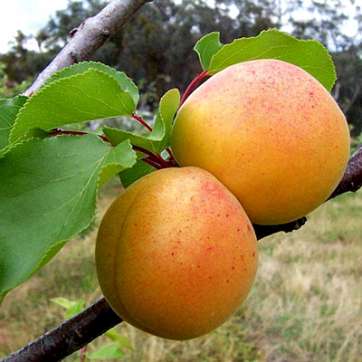 ᐉ Саженцы абрикоса в Крыму от 299 руб • Купить саженцы абрикосов весной2022