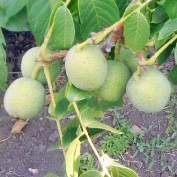 Грецкий орех Скороплодный Левина - саженцы питомника «Садовый Край»