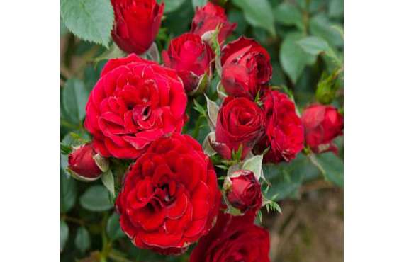 Роза плетистая Сантана из Крыма
