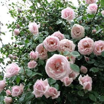 Роза плетистая Нью Даун - саженцы питомника «Садовый Край»