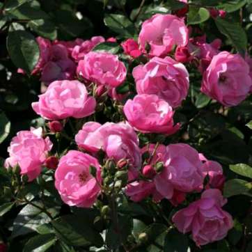 Роза флорибунда Анжела - саженцы питомника «Садовый Край»