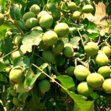 Грецкий орех Урожайный - саженцы питомника «Садовый Край»