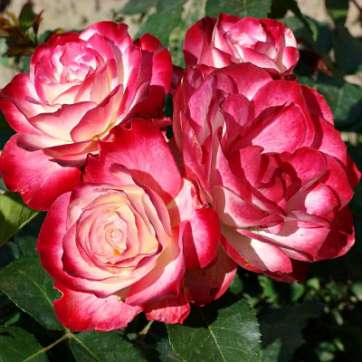 Роза флорибунда Юбилей принца Монако - саженцы питомника «Садовый Край»
