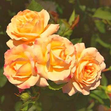 Роза флорибунда Галакси - саженцы питомника «Садовый Край»
