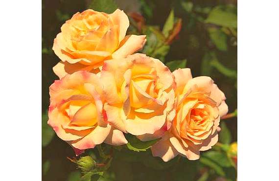 Роза флорибунда Галакси из Крыма