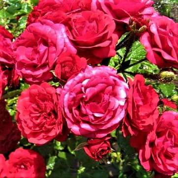 Роза флорибунда Стромболи - саженцы питомника «Садовый Край»