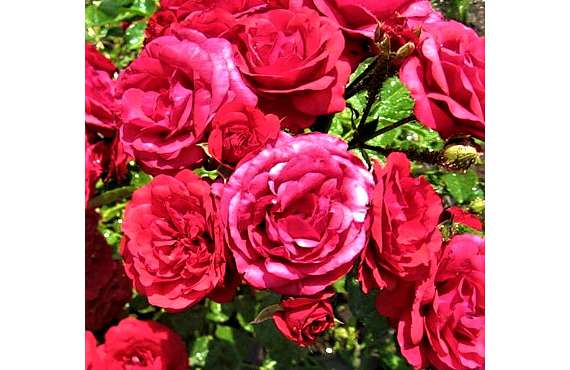 Роза флорибунда Стромболи из Крыма