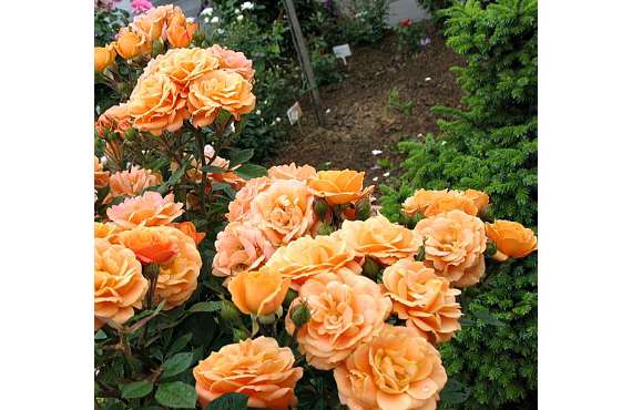 Роза бордюрная Клементина из Крыма