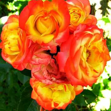 Роза спрей Самба - саженцы питомника «Садовый Край»