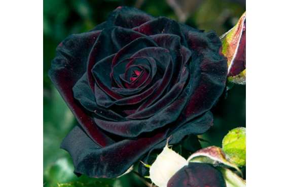 ≡ Купить саженцы Роза чайно-гибридная Блек Баккара в Крыму ➤ Почтой |  Садовый край