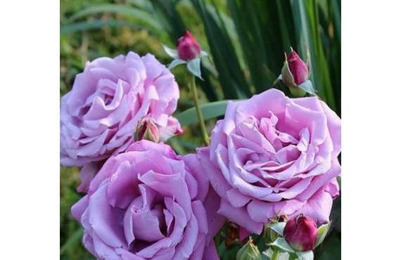 Роза чайно-гибридная Шарль де Голь из Крыма