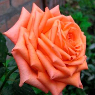 Роза чайно-гибридная Эльдорадо - саженцы питомника «Садовый Край»