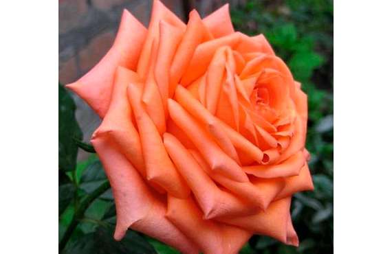Роза чайно-гибридная Эльдорадо из Крыма