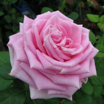 Роза чайно-гибридная Аква - саженцы питомника «Садовый Край»