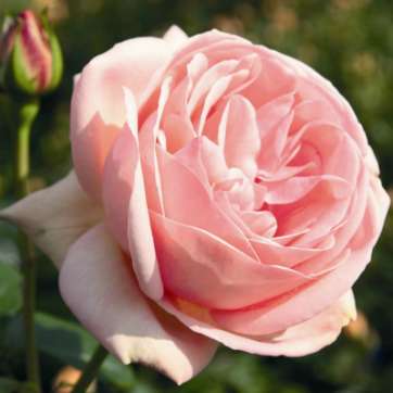 Роза чайно-гибридная Афродита - саженцы питомника «Садовый Край»