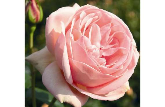 Роза чайно-гибридная Афродита из Крыма