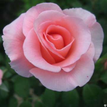 Роза чайно-гибридная Фламинго - саженцы питомника «Садовый Край»