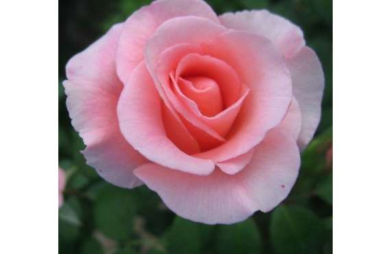 Роза чайно-гибридная Фламинго из Крыма