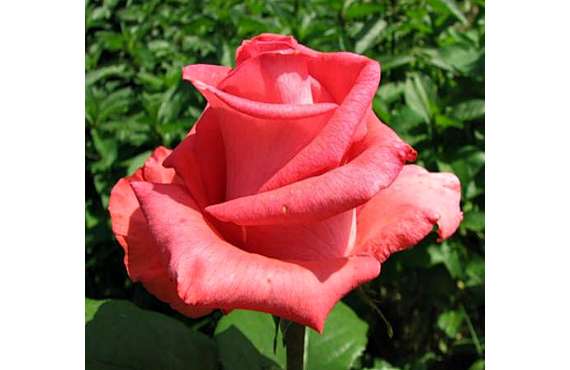 Роза чайно-гибридная Рафаэлло из Крыма