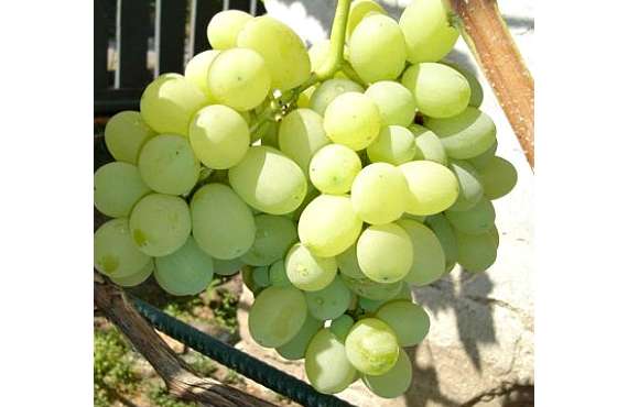 Виноград белый Лора из Крыма