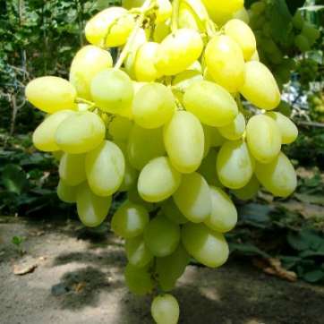 Виноград белый Ландыш - саженцы питомника «Садовый Край»