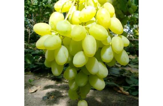 Виноград белый Ландыш из Крыма