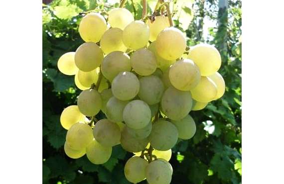 Виноград белый Лучезарный из Крыма