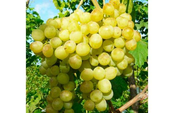 Виноград белый Восторг из Крыма
