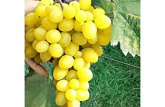 Виноград белый Макси из Крыма