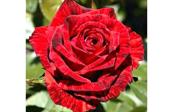 Роза чайно-гибридная Ред Интуишин из Крыма
